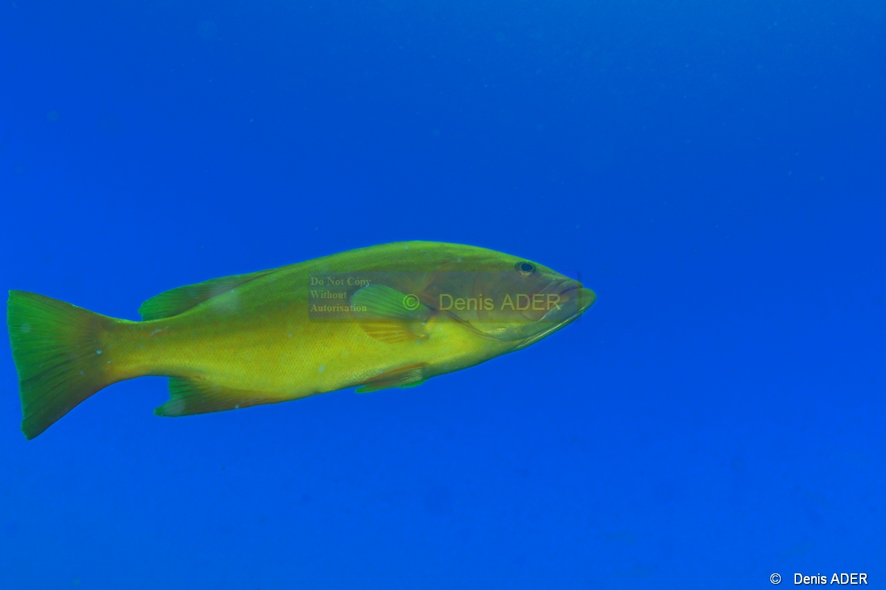 Mycteroperca rosacea Merou jaune de Californie phase jaune-La Paz Los Islotes Arche-14m-20181025-Denis-ADER-DSC_0143_tn.jpg